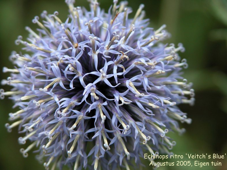 Echinops ritro 'Veitch's Blue'