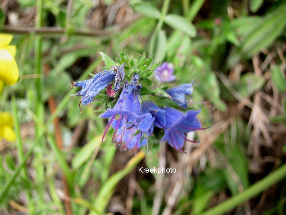 Echium vulgare