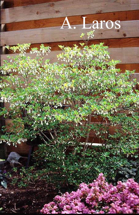 Enkianthus perulatus