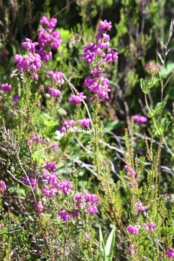 Erica tetralix
