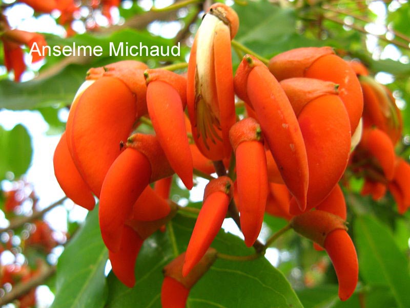 Erythrina crista-galli