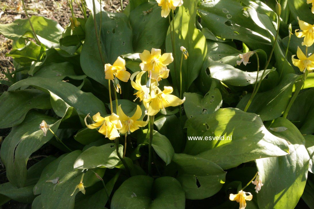 Erythronium 'Pagoda'