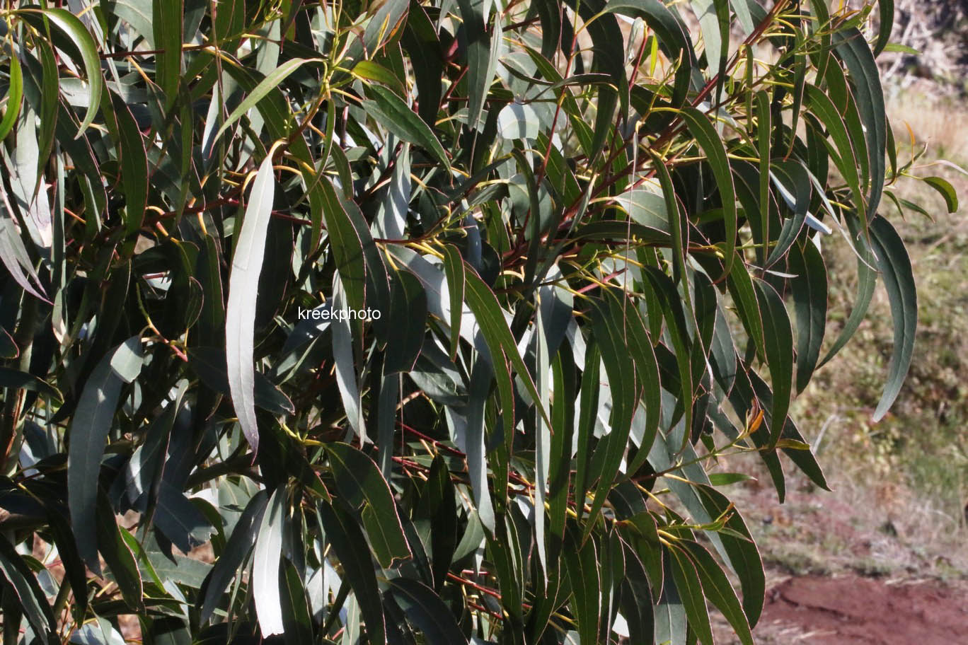 Eucalyptus globulus