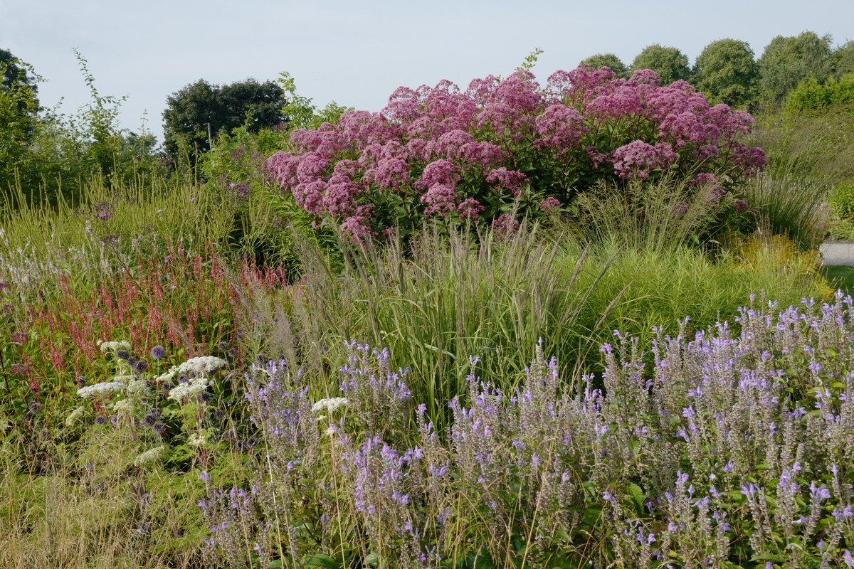 Eupatorium maculatum 'Riesenschirm'