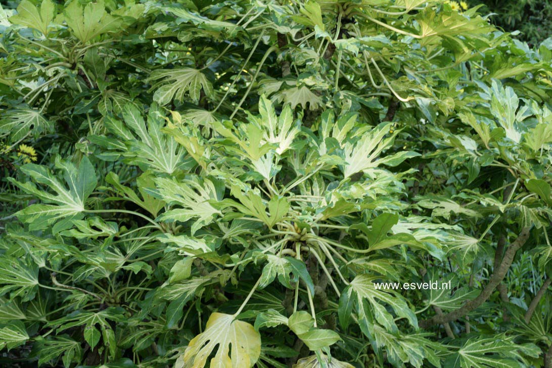 Fatsia japonica 'Variegata'