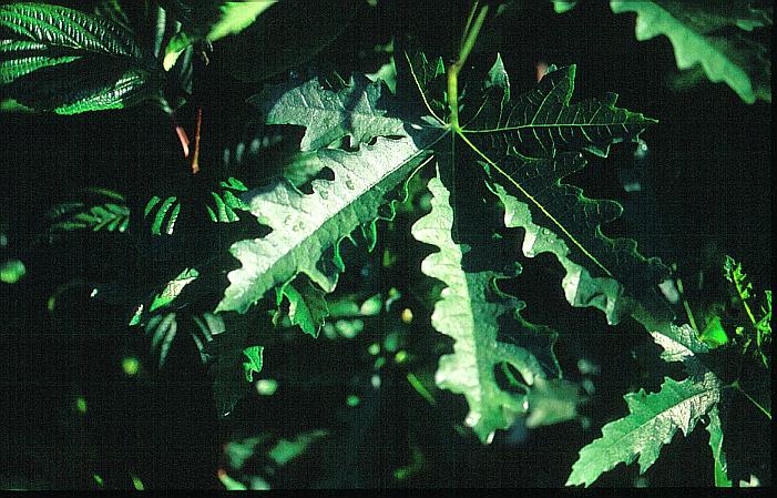 Ficus carica 'Icecrystal'