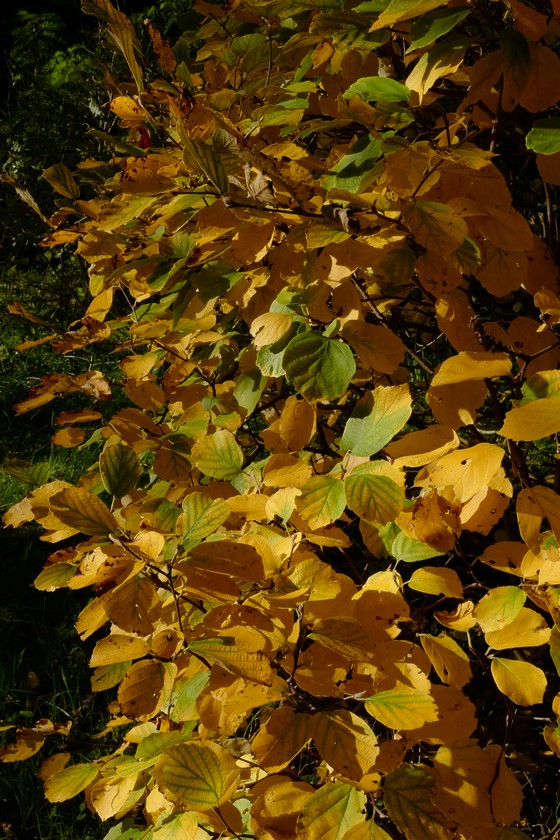 Fothergilla intermedia 'Mount Airy'