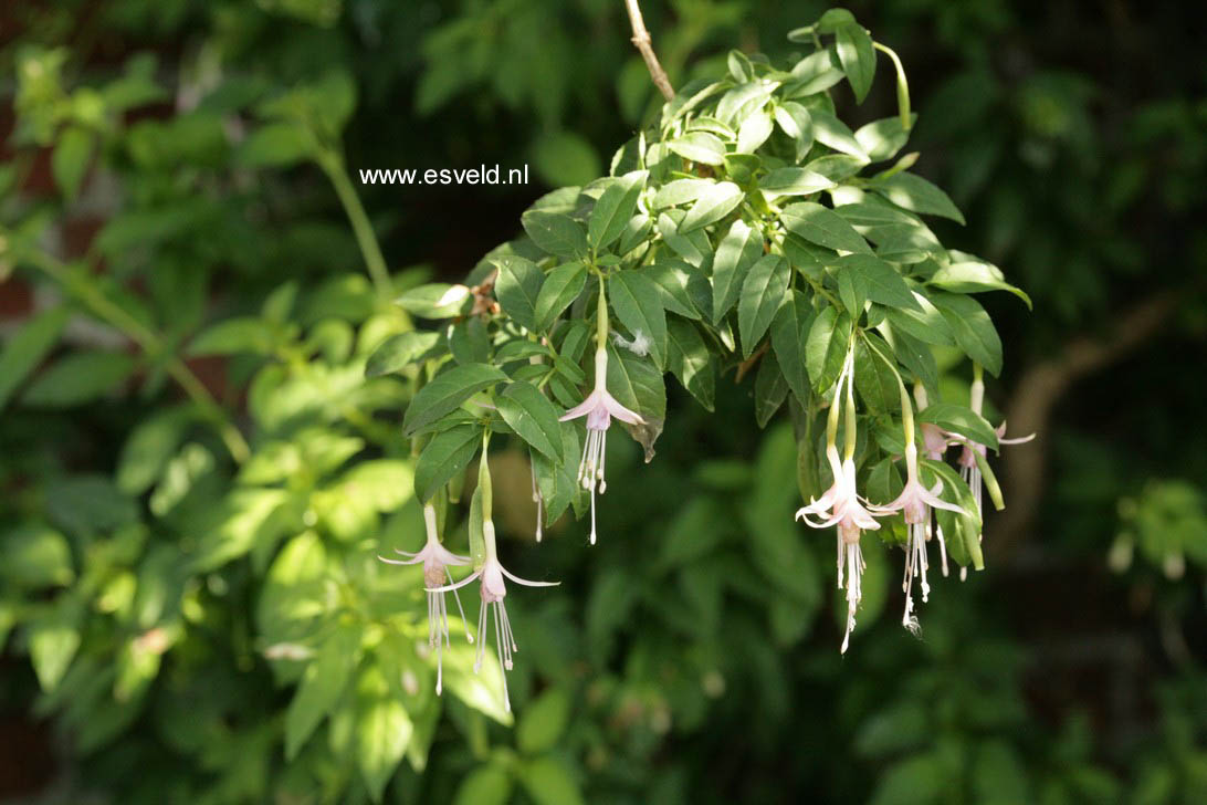 Fuchsia magellanica 'Alba'