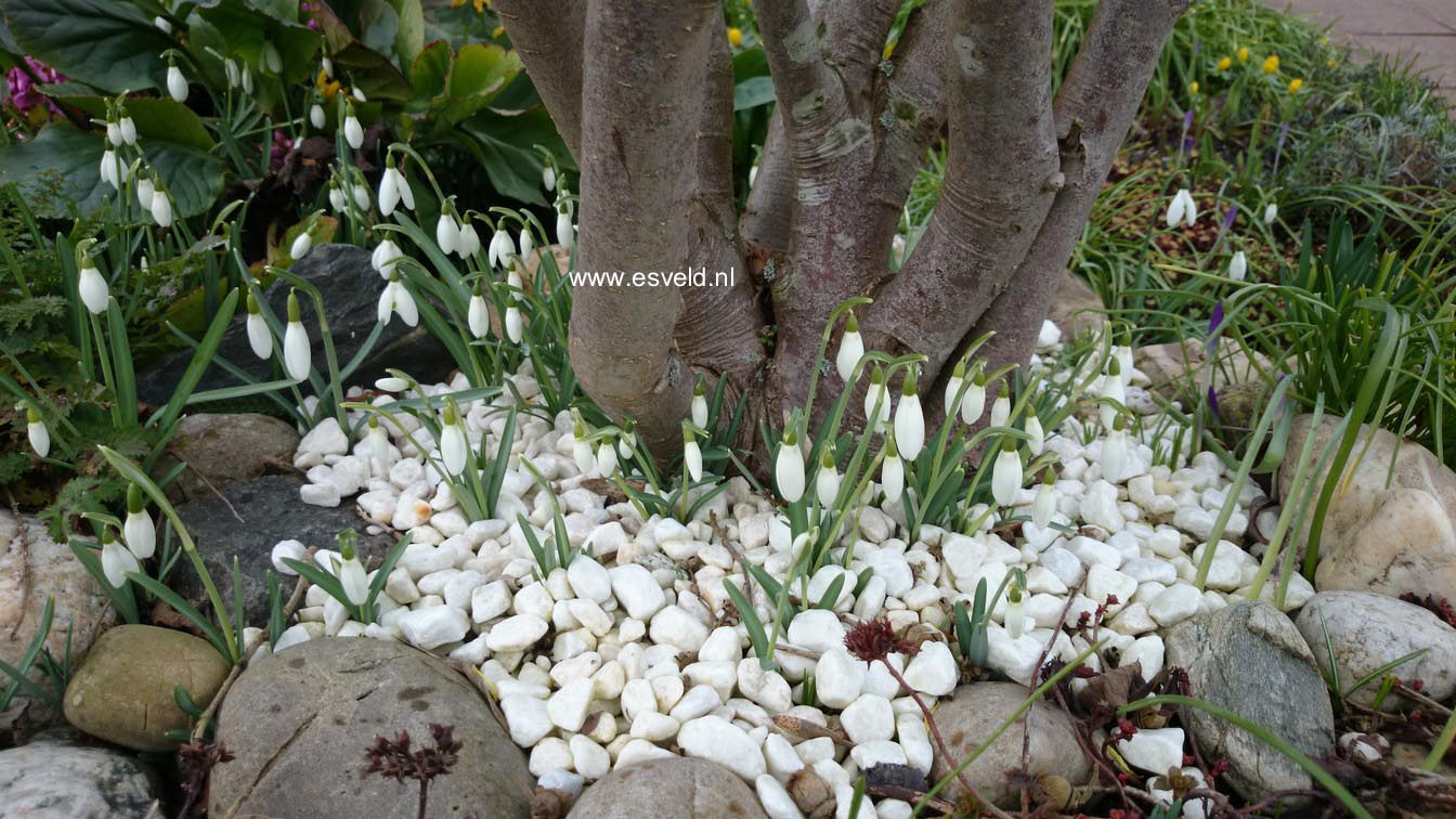 Galanthus nivalis