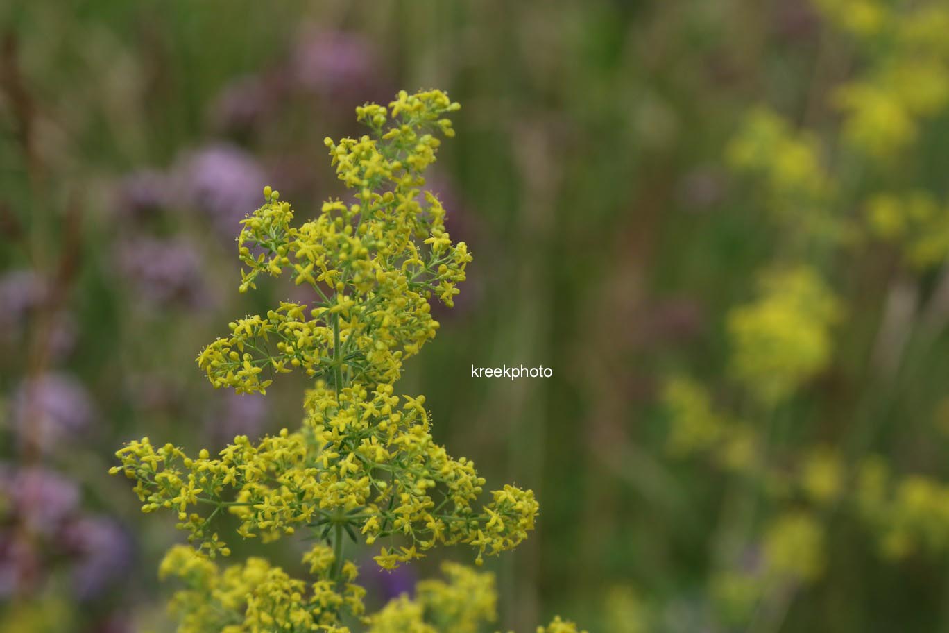 Galium verum