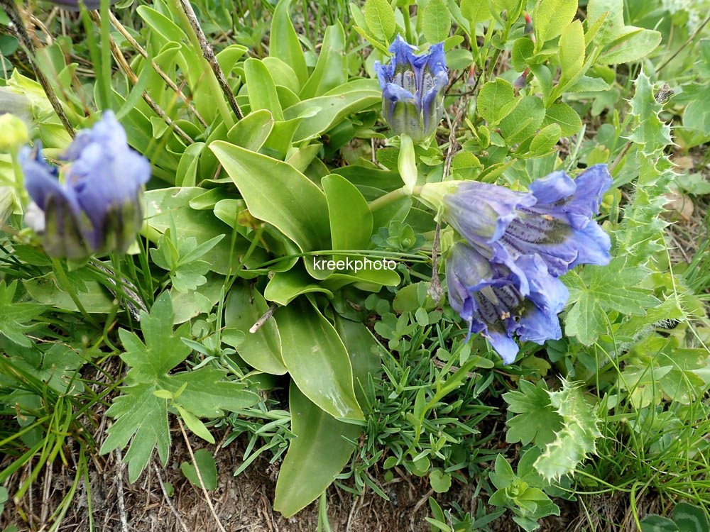 Gentiana acaulis
