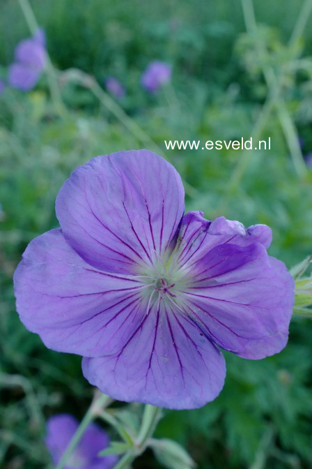 Geranium 'Brookside'