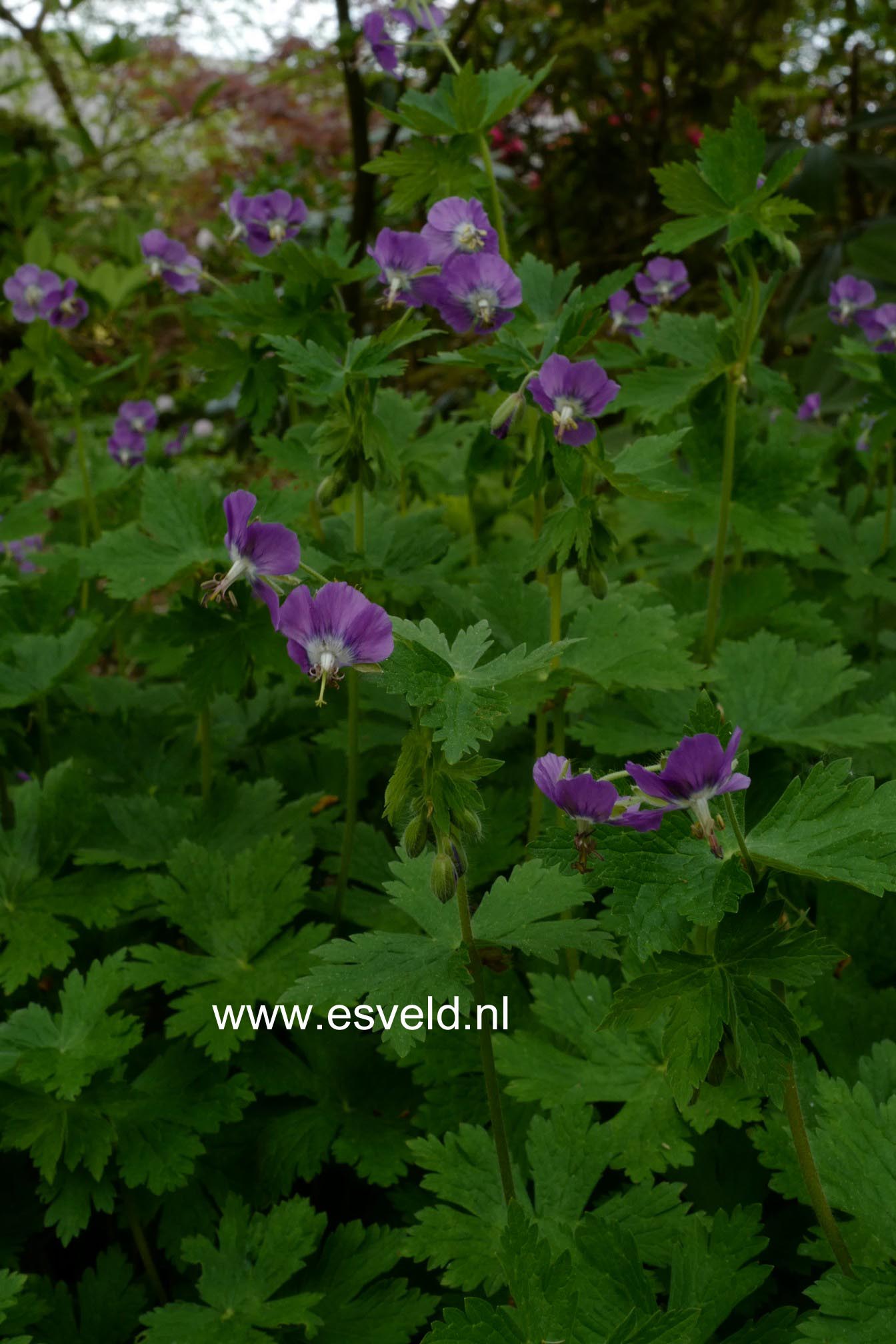Geranium phaeum