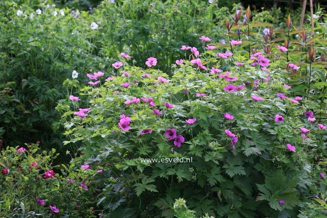 Geranium psilostemon