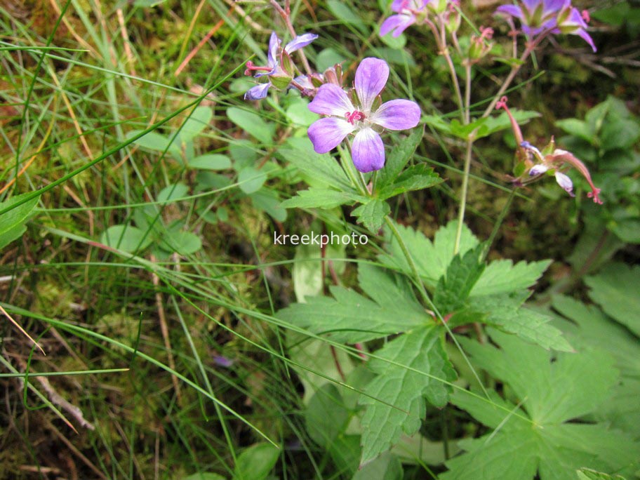 Geranium sylvaticum
