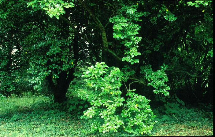 Griselinia littoralis