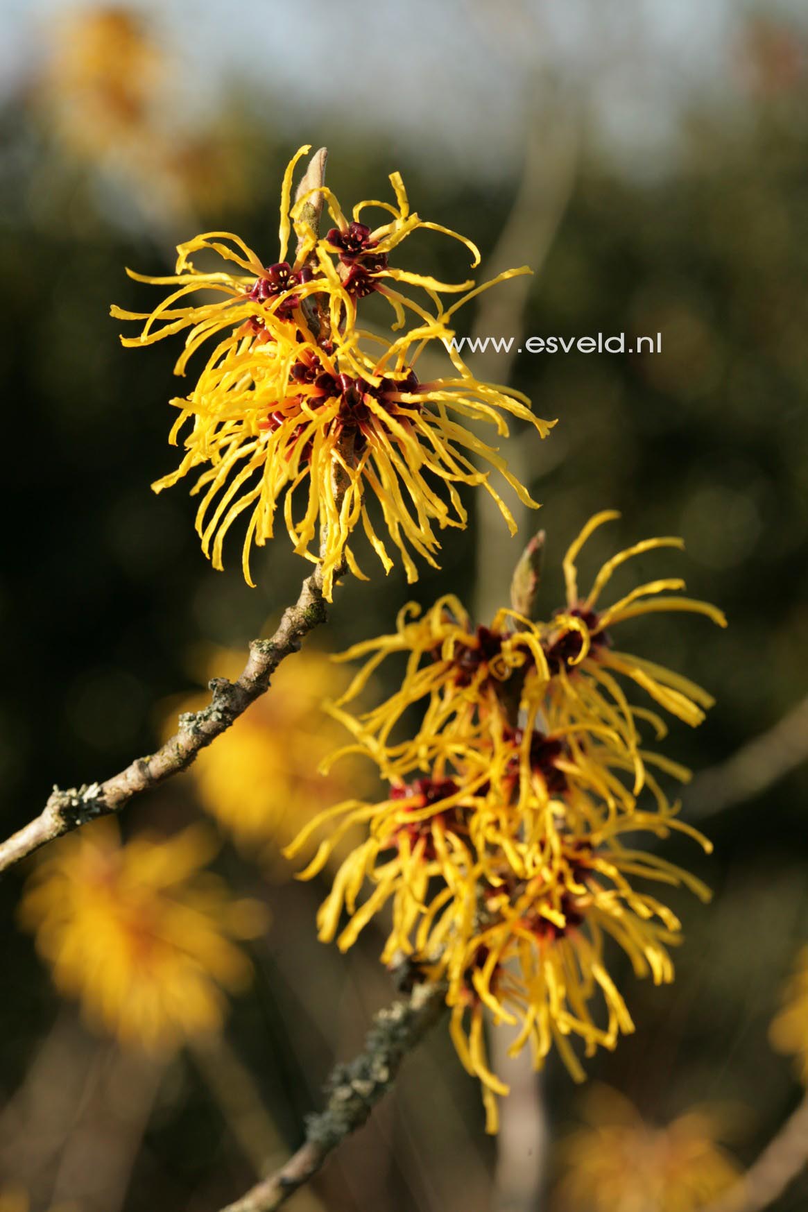 Hamamelis intermedia 'Barmstedt Gold'