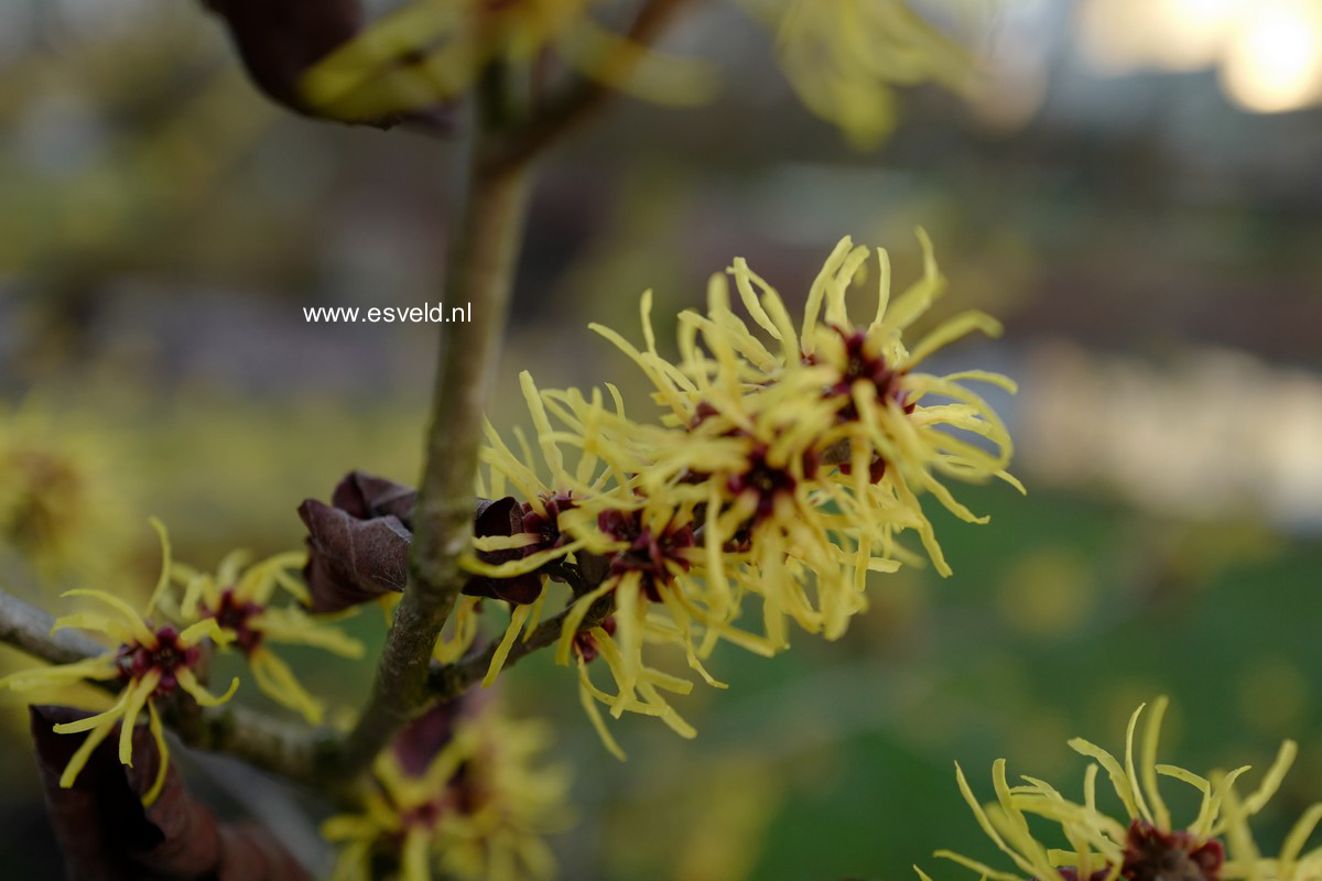 Hamamelis intermedia 'Gimborn's Perfume'