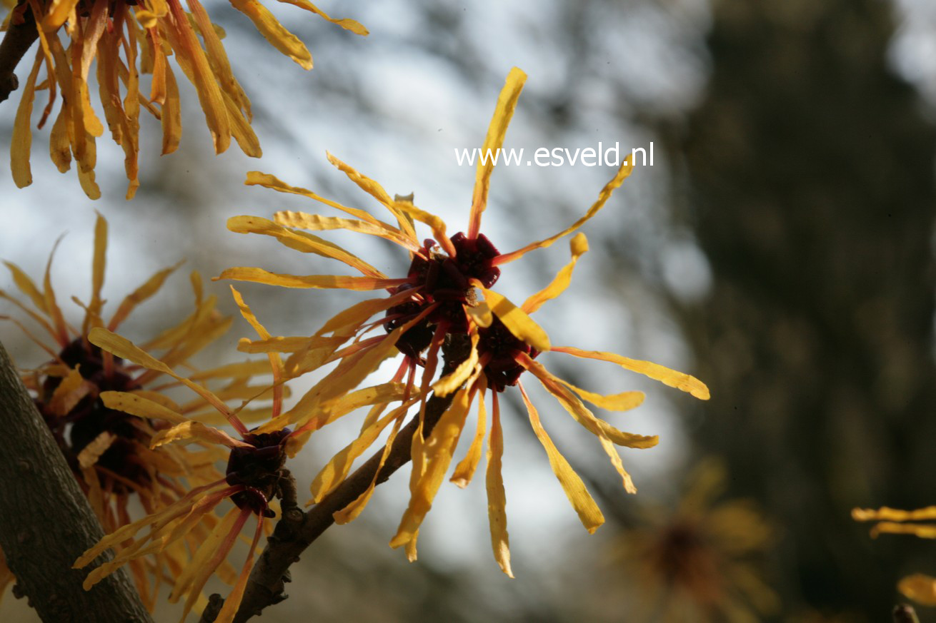 Hamamelis intermedia 'Harry'