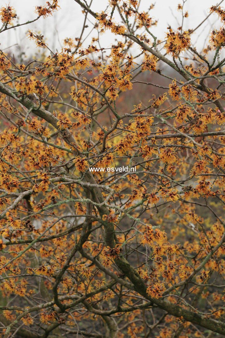 Hamamelis intermedia 'Orange Beauty'
