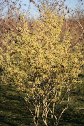 Hamamelis intermedia 'Sunburst'