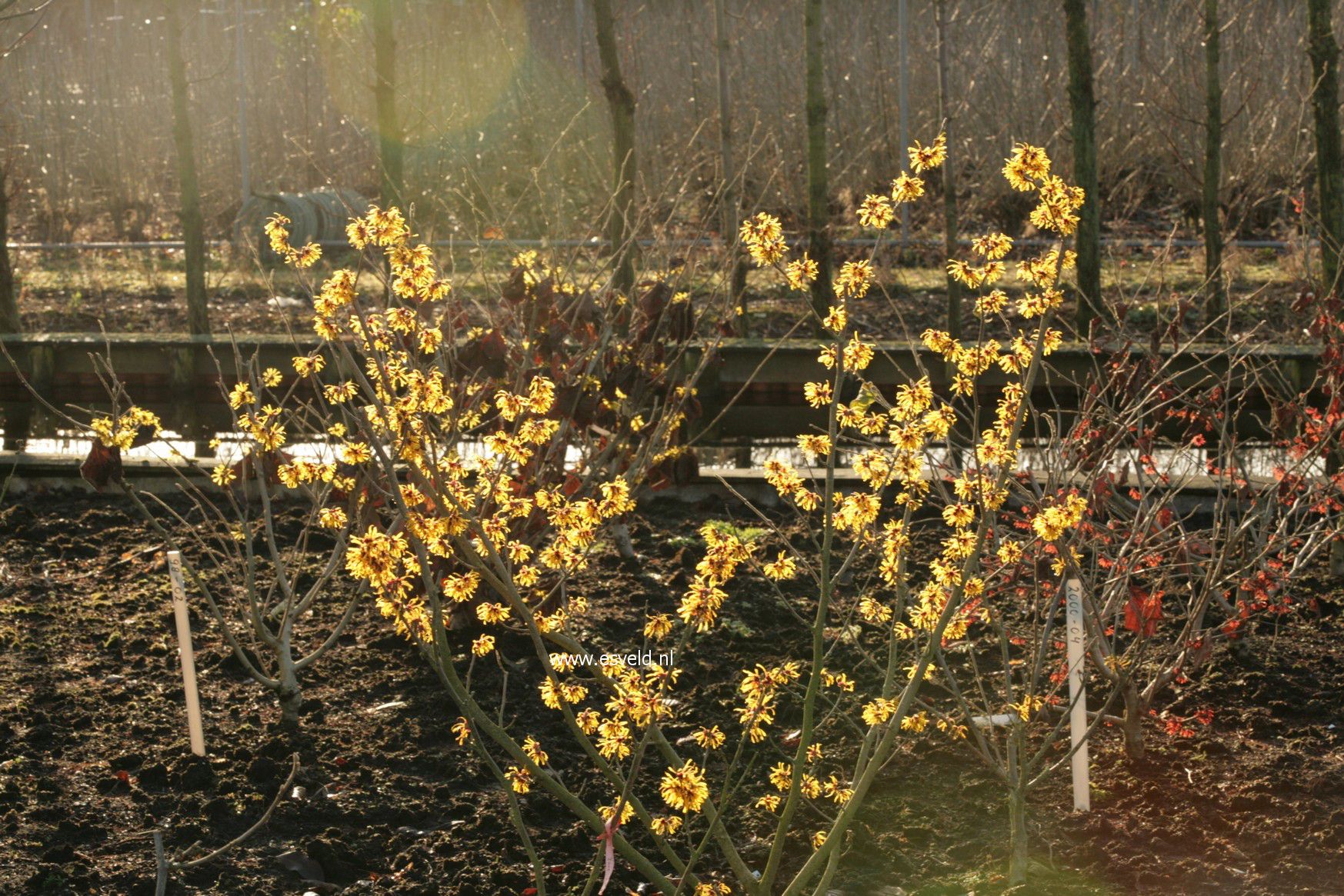 Hamamelis intermedia