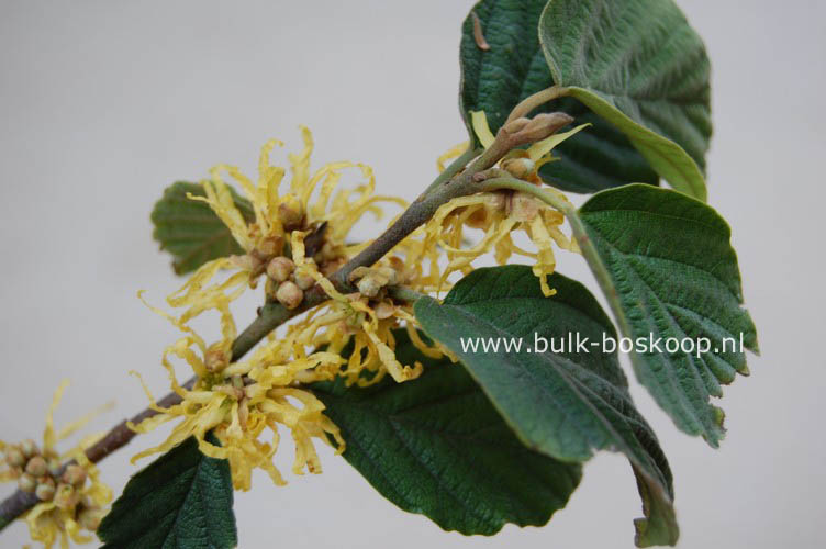 Hamamelis virginiana var. mexicana