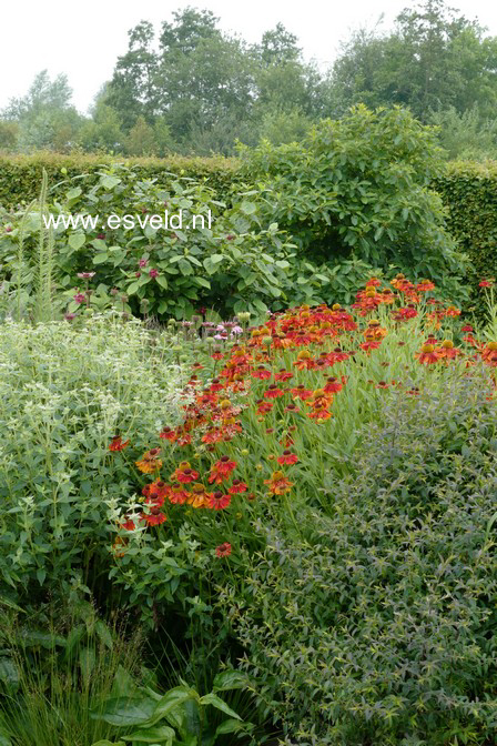 Helenium 'Moerheim Beauty'