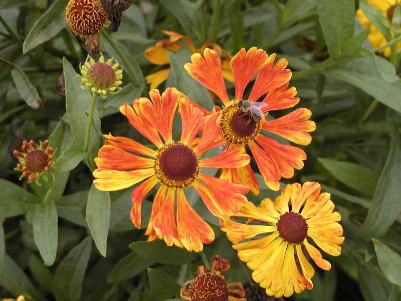 Helenium 'Waltraut'