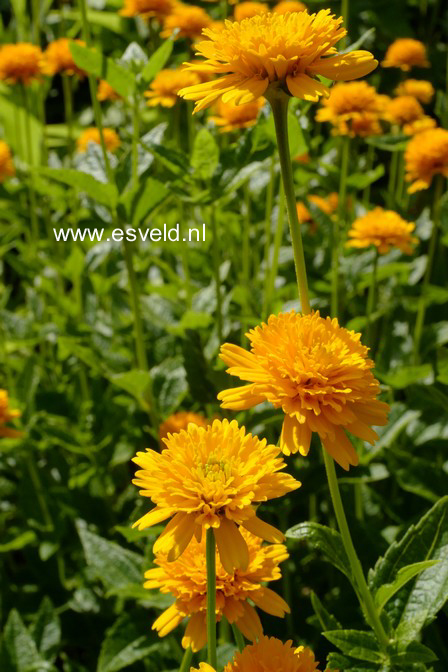 Heliopsis helianthoides 'Asahi'