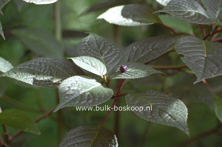 Helwingia japonica Helwingia japonica