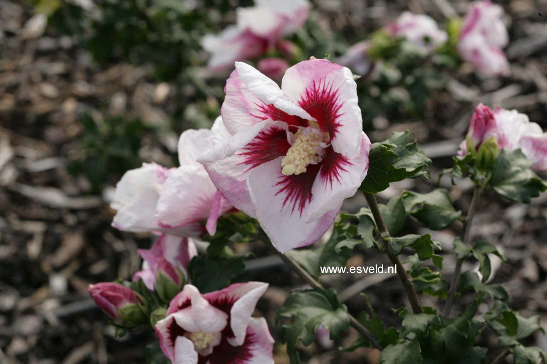 Hibiscus syriacus 'Helene'
