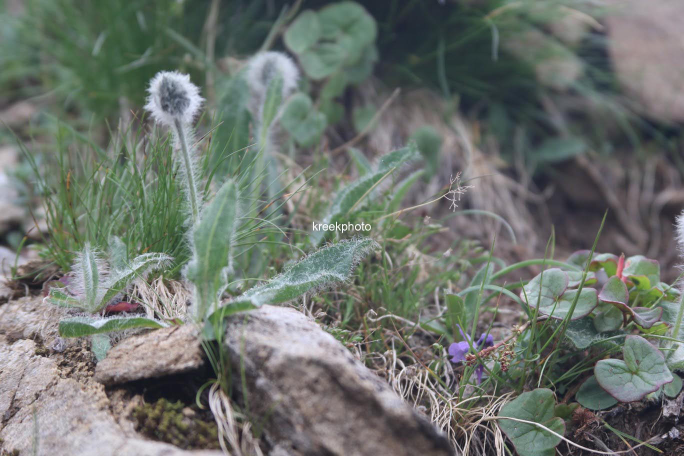 Hieracium villosum