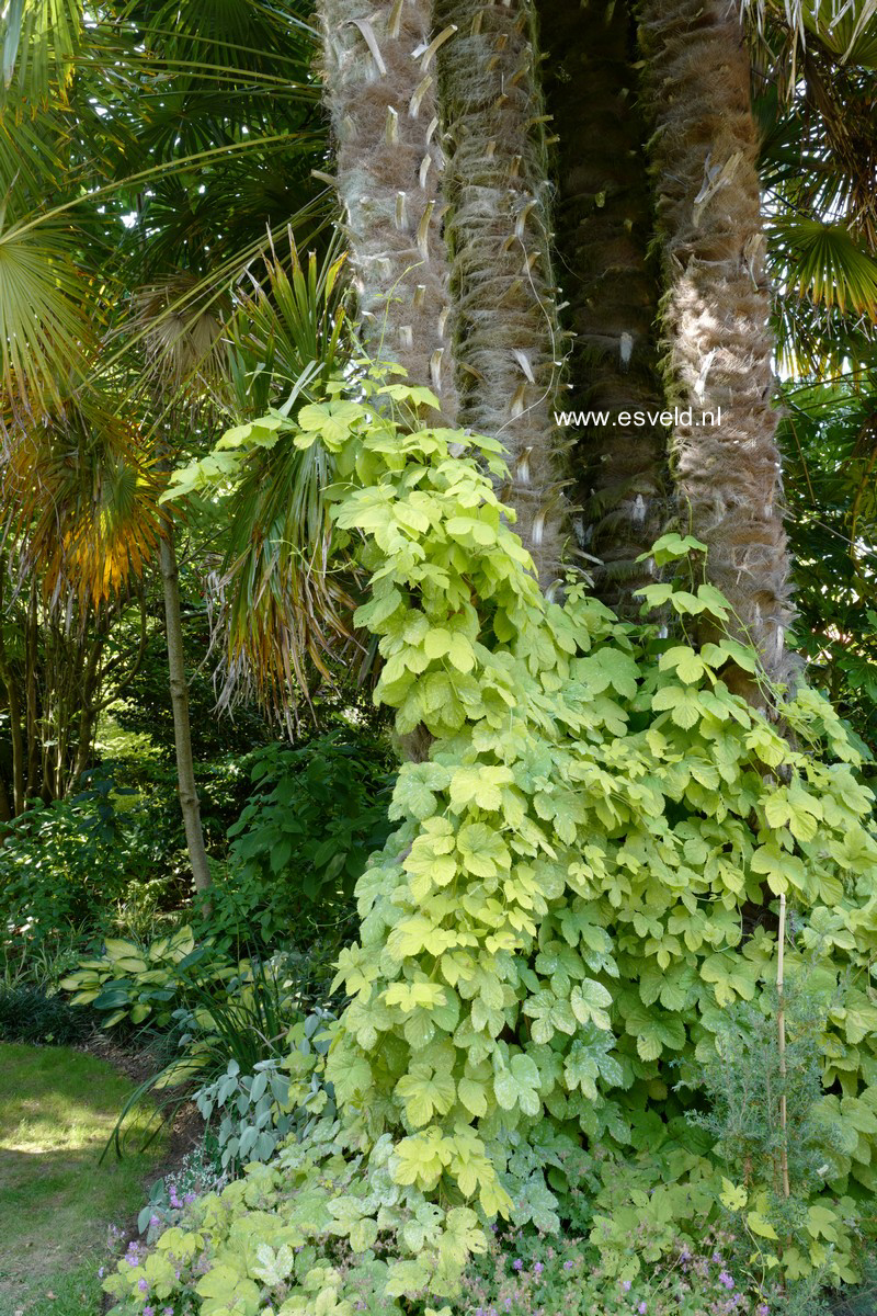 Humulus lupulus 'Aureus'