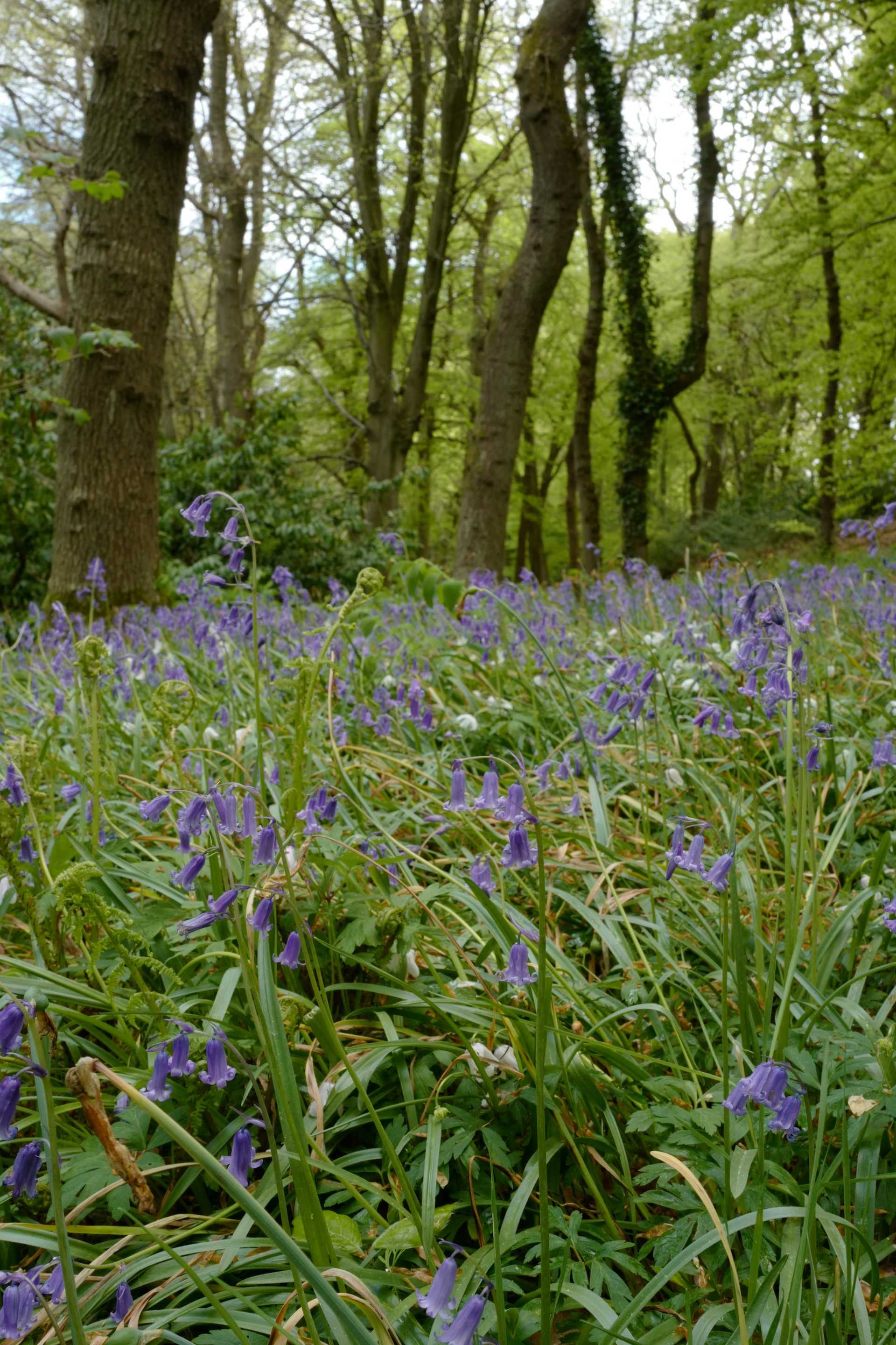 Hyacinthoides non-scripta