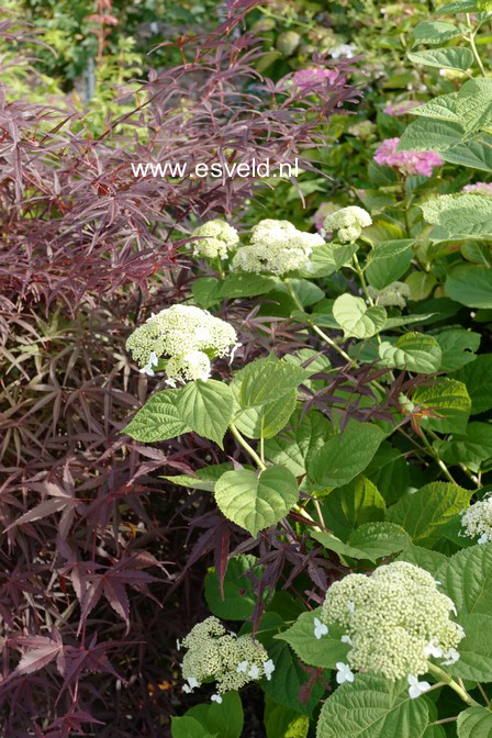 Hydrangea arborescens 'Dardom' (WHITE DOME)