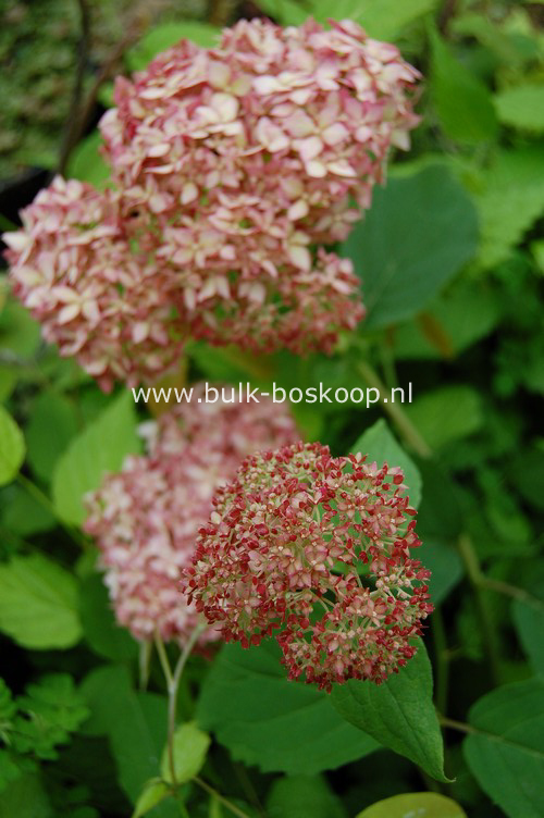 Hydrangea arborescens 'Ncha1' (INVINCIBELLE SPIRIT)