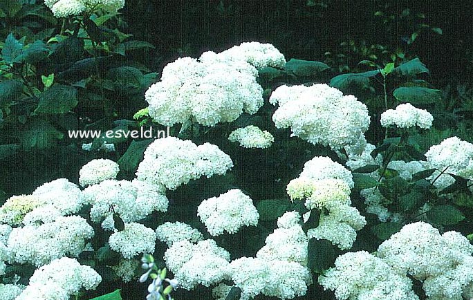 Hydrangea arborescens 'Sterilis'