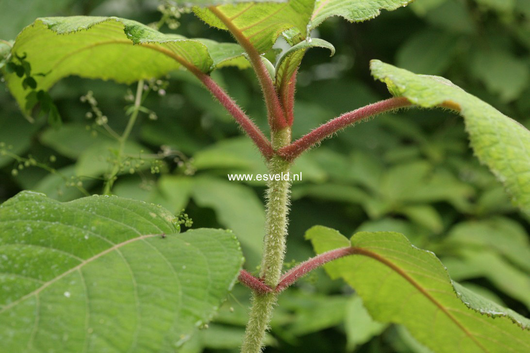 Hydrangea aspera 'Bellevue'