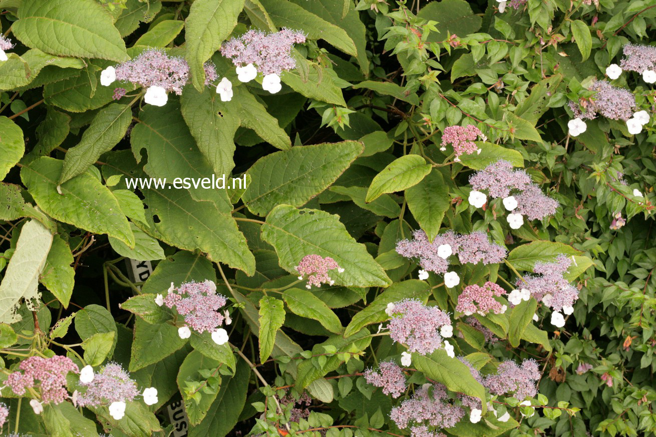 Hydrangea aspera robusta