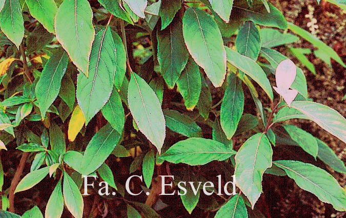 Hydrangea aspera strigosa