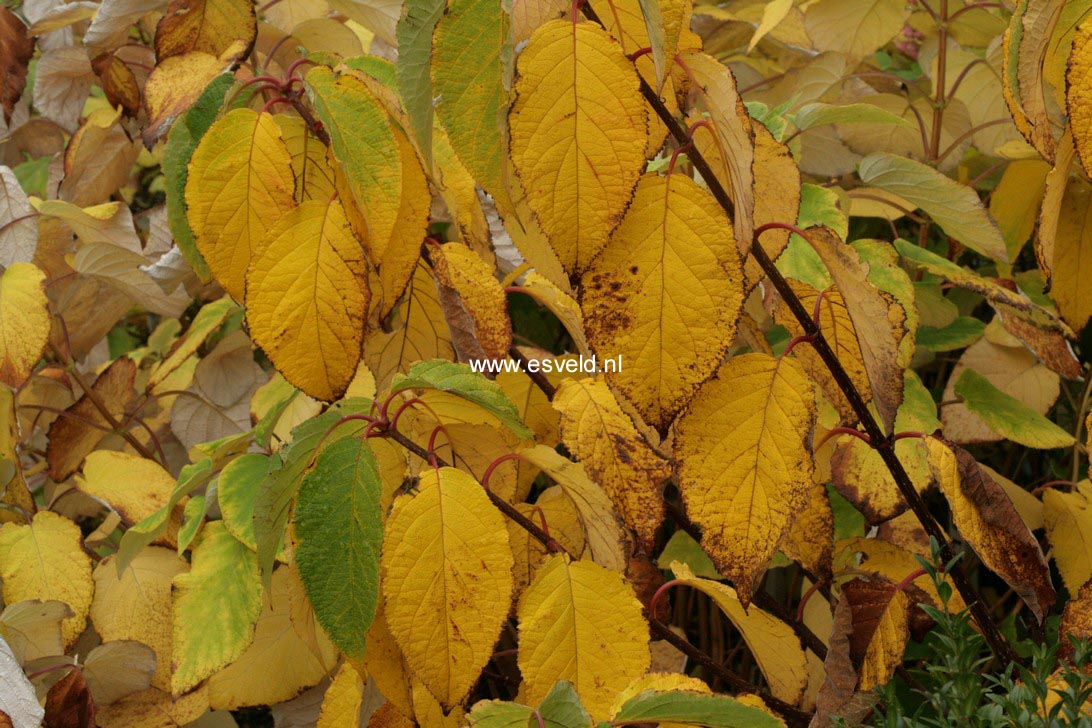 Hydrangea heteromalla 'Jermyn's Lace'