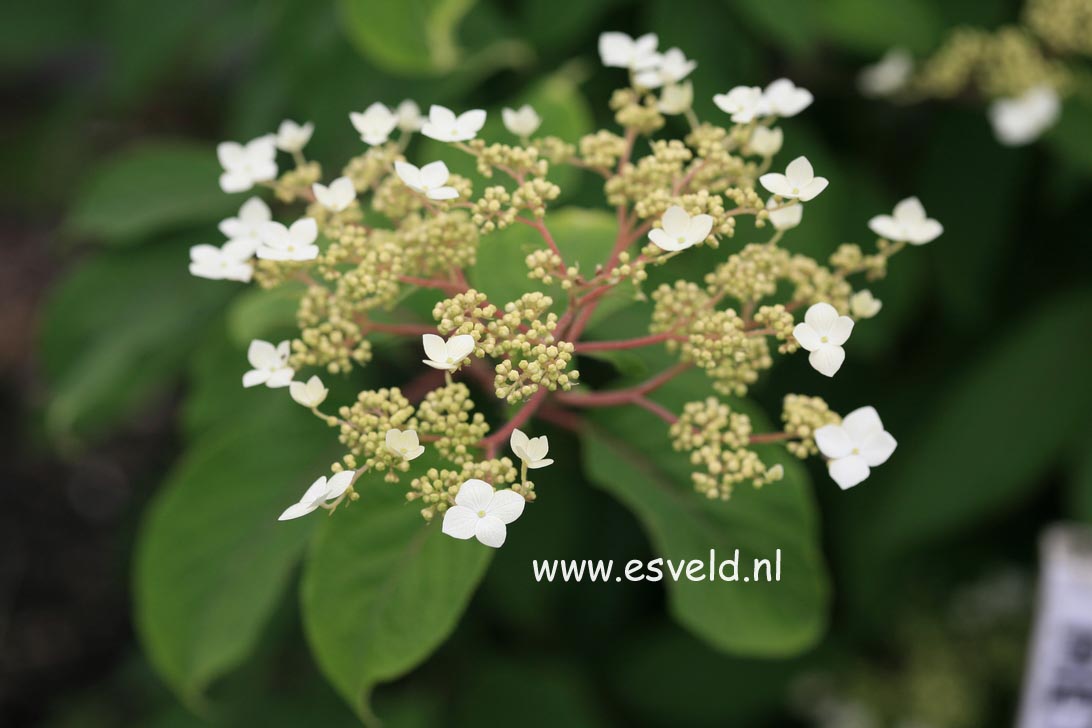 Hydrangea heteromalla 'Kalmthout'