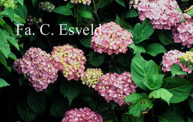 Hydrangea macrophylla 'Altona'