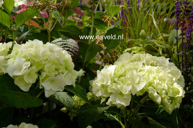 Hydrangea macrophylla 'Ave Maria'