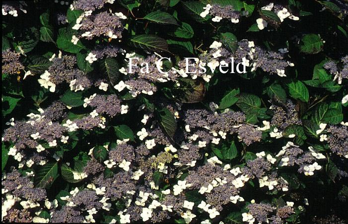 Hydrangea macrophylla 'Belzonii'