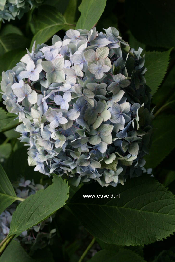 Hydrangea macrophylla 'Generale Vicomtesse de Vibraye'