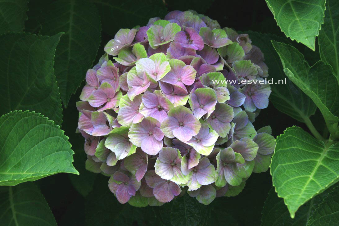 Hydrangea macrophylla 'Hokomathyst' (MAGICAL AMETHYST)