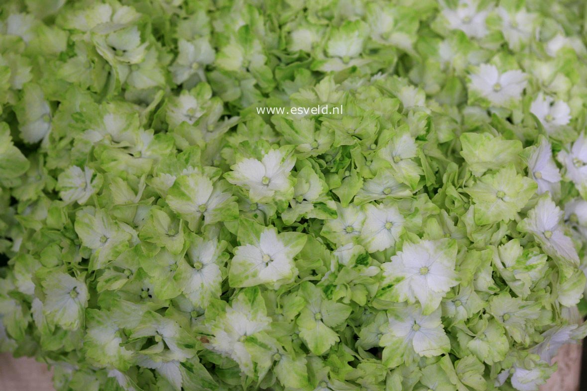 Hydrangea macrophylla 'Hortmaja' (MAGICAL JADE)