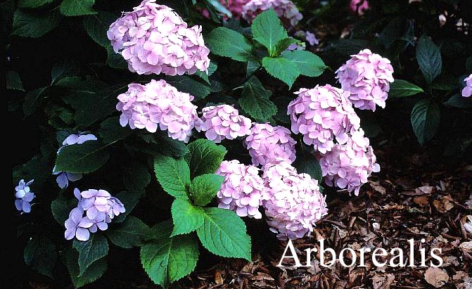 Hydrangea macrophylla 'Hortulanus H. Witte'